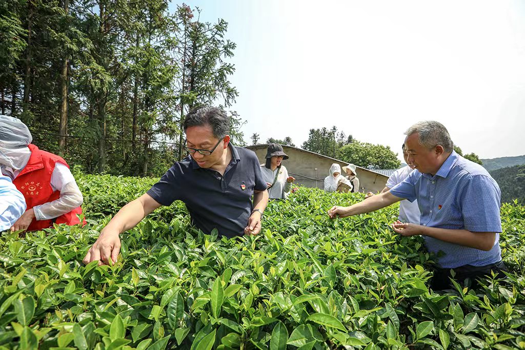 采茶助農(nóng)正當(dāng)時 主題黨日暖人心